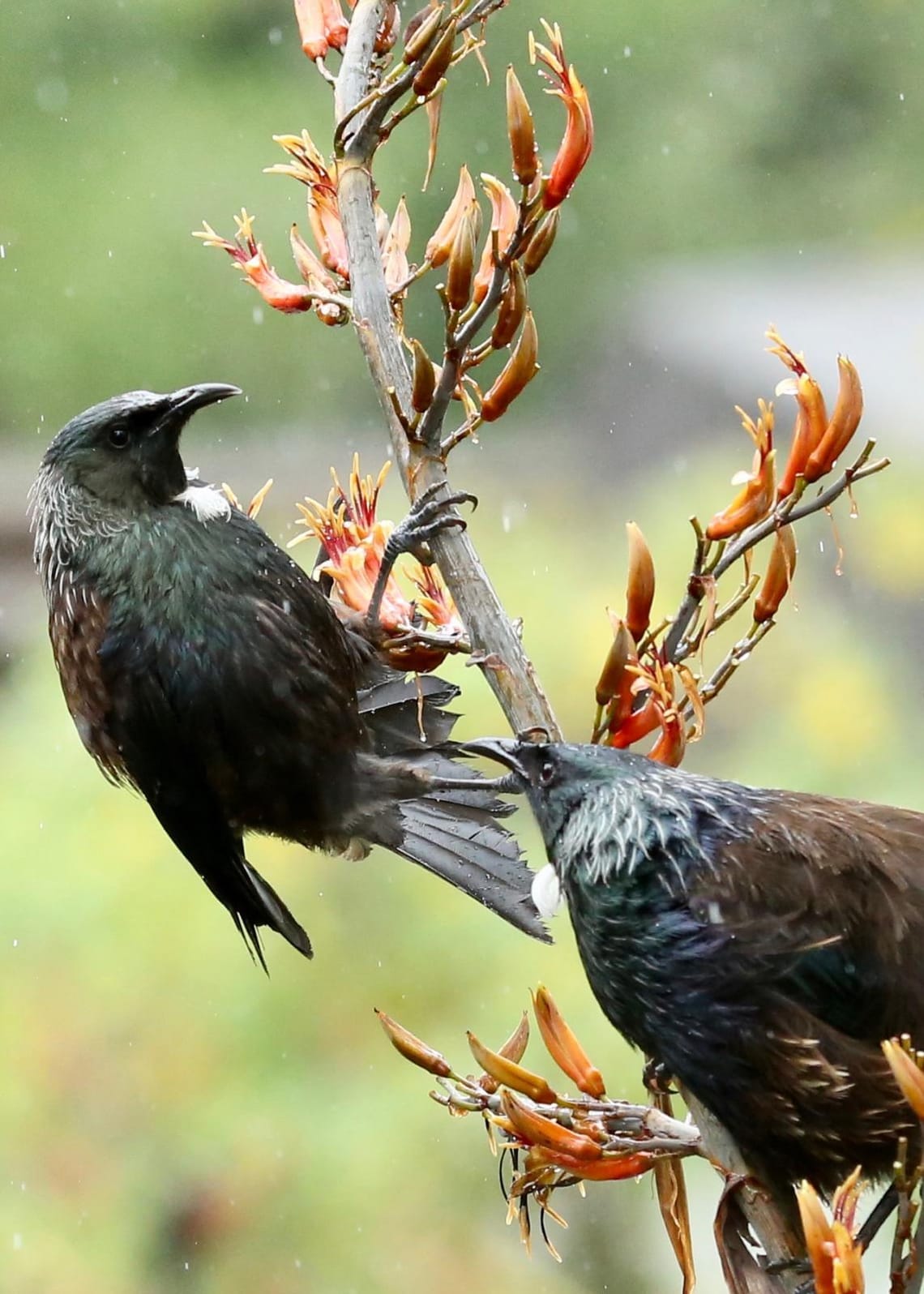 Tui on Harakeke