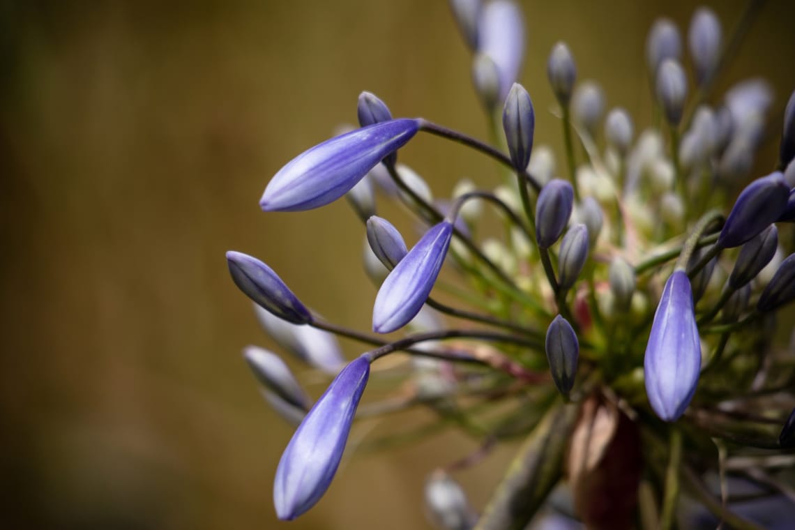 Agapanthus flower buds