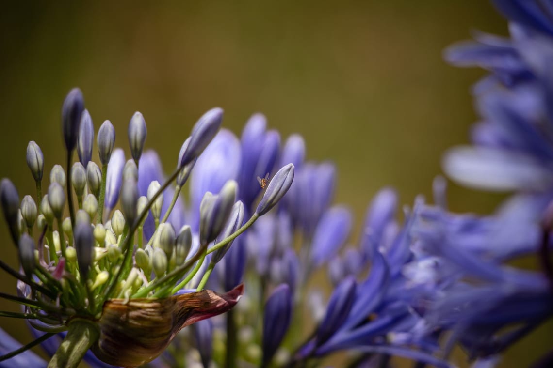 Purple Agapanthus