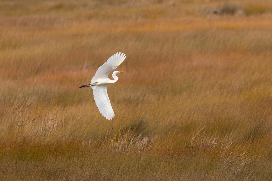 Flight of the white heron