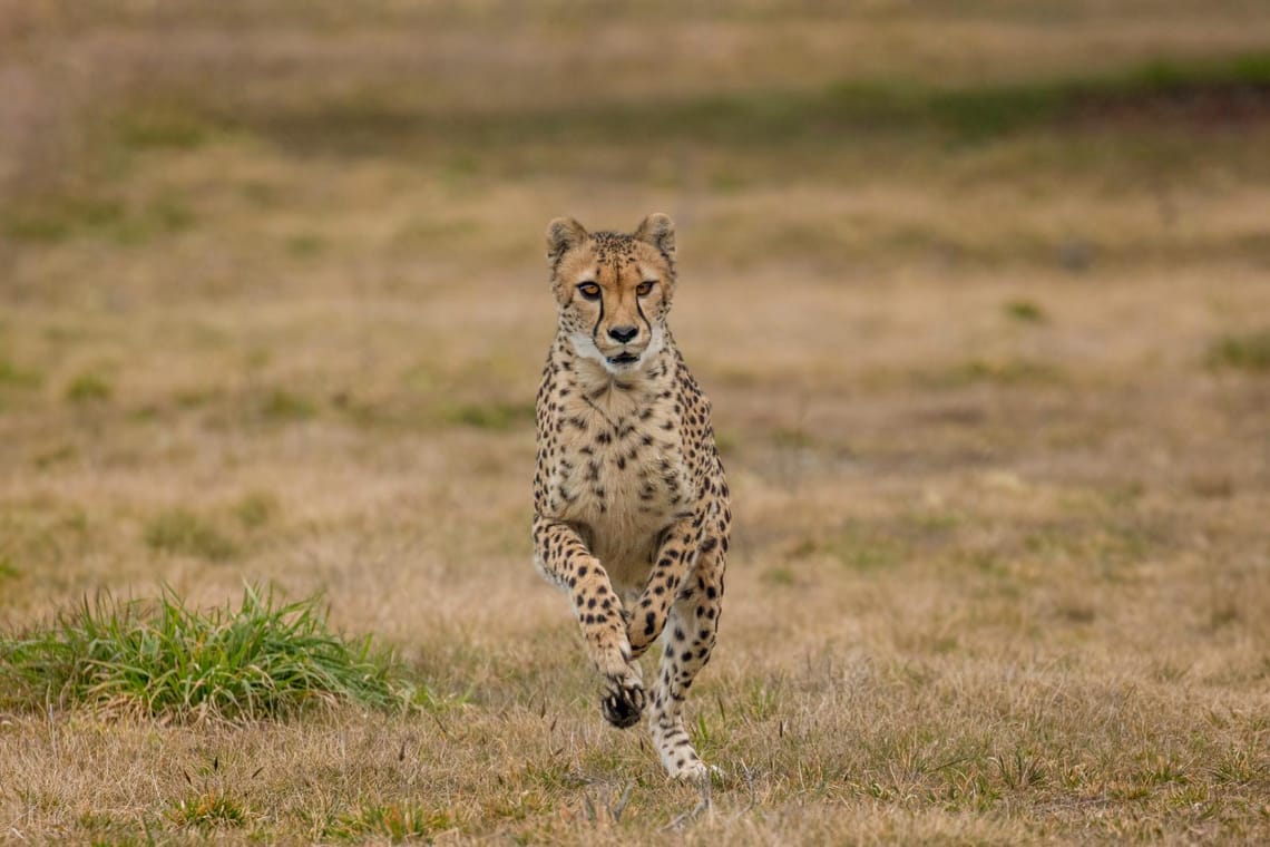 Cheetah chase