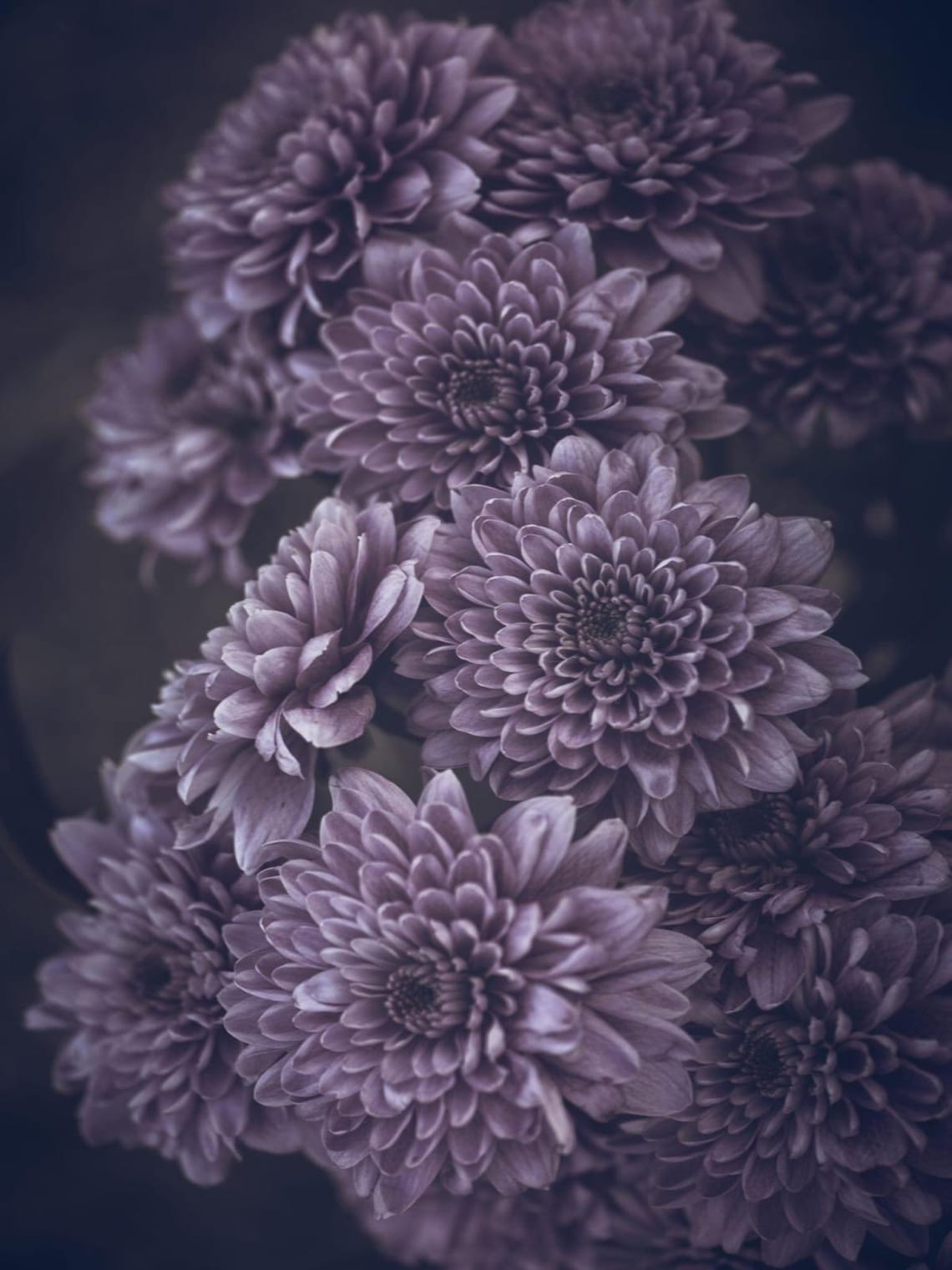 Chrysanthemum