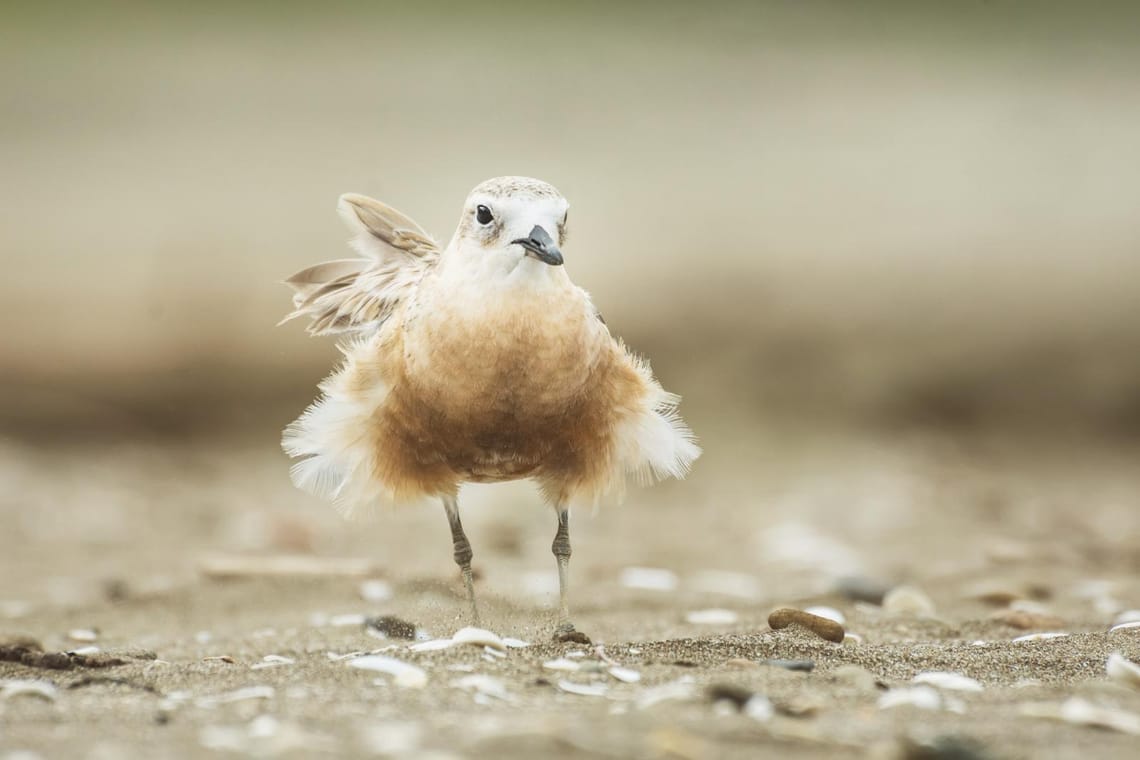 Dotterel