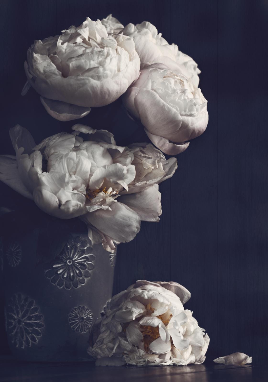 Dutch Peonies on moody background