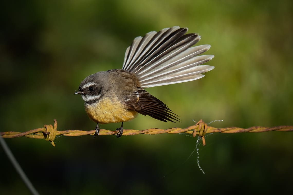 Fantail Piwakawaka