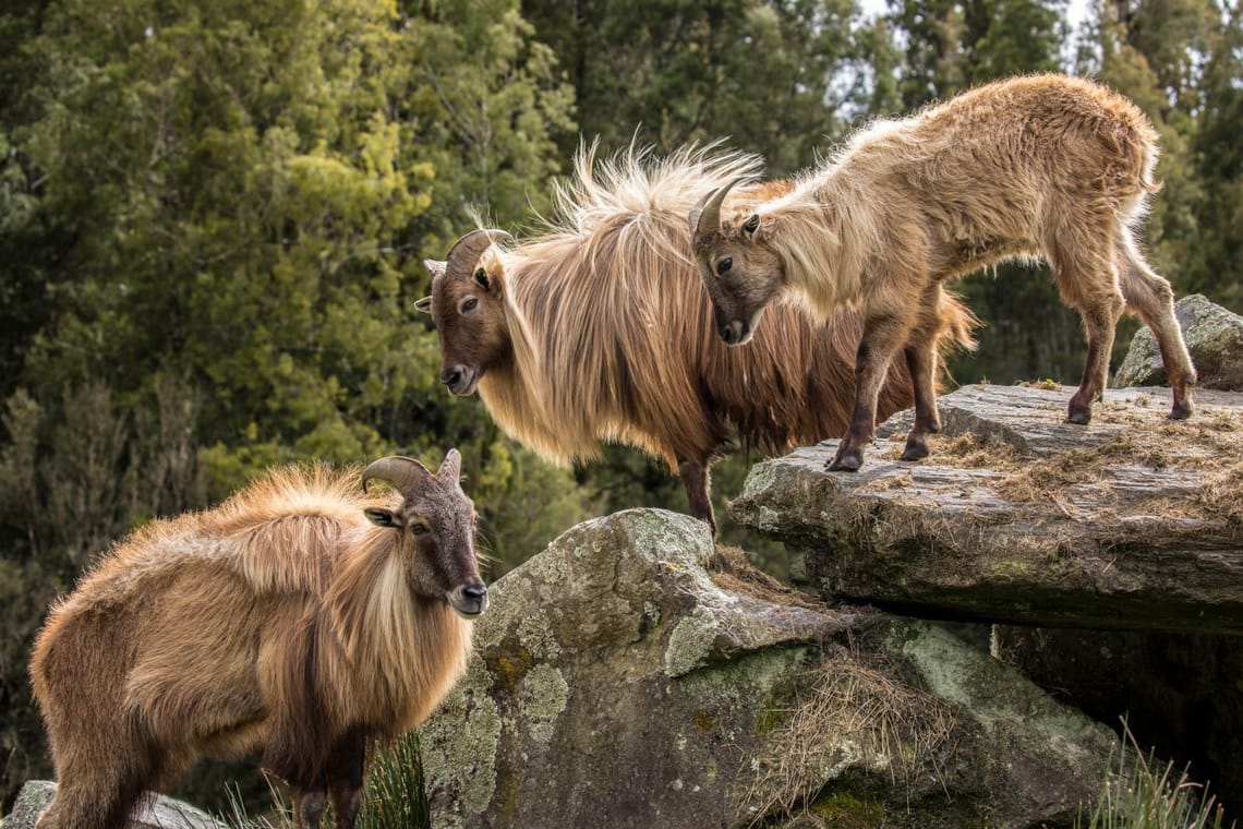 Tahr Trio