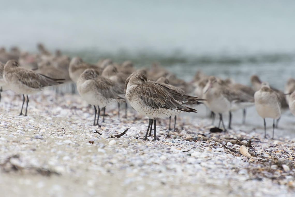 Godwits