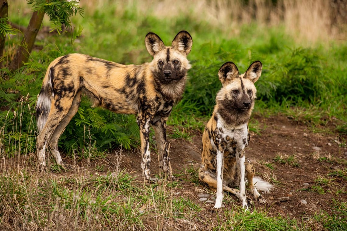 African wild dogs