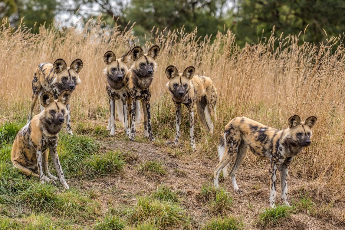 African Wild Dogs