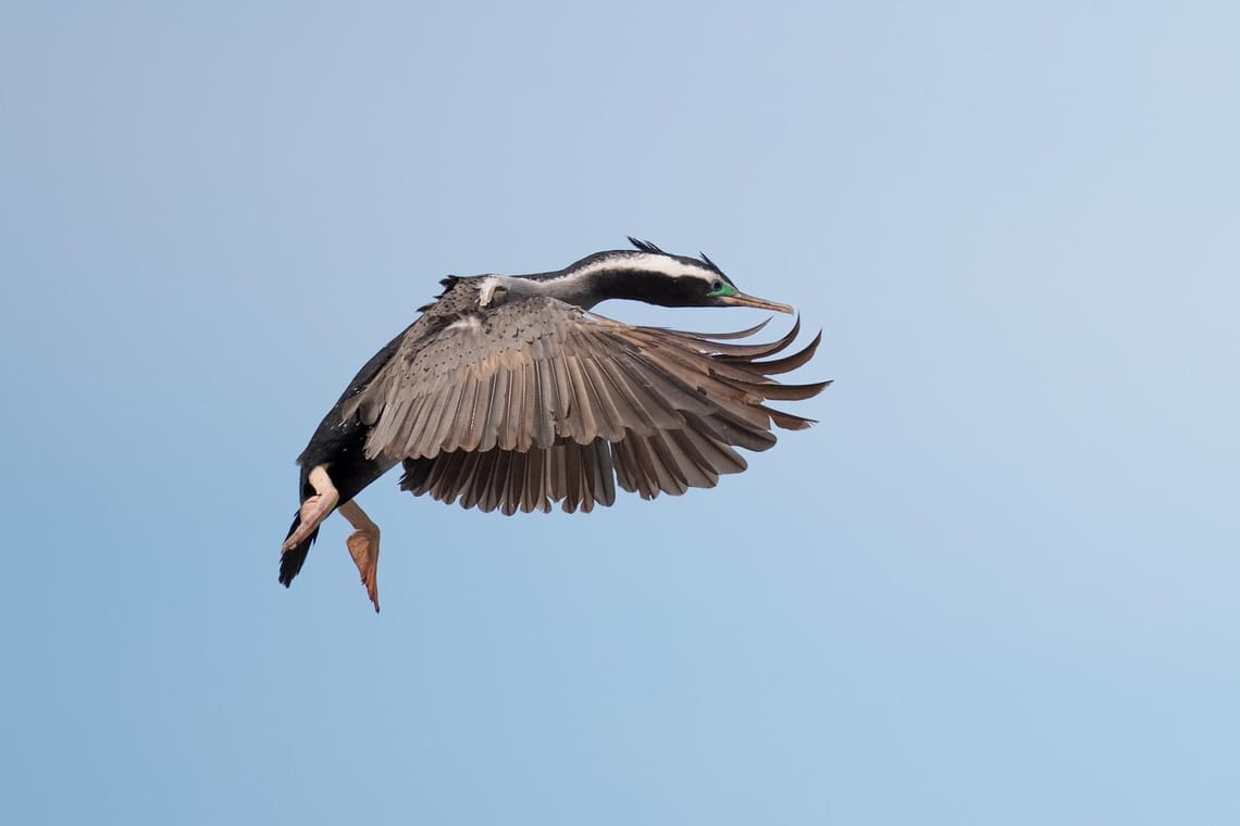 In flight