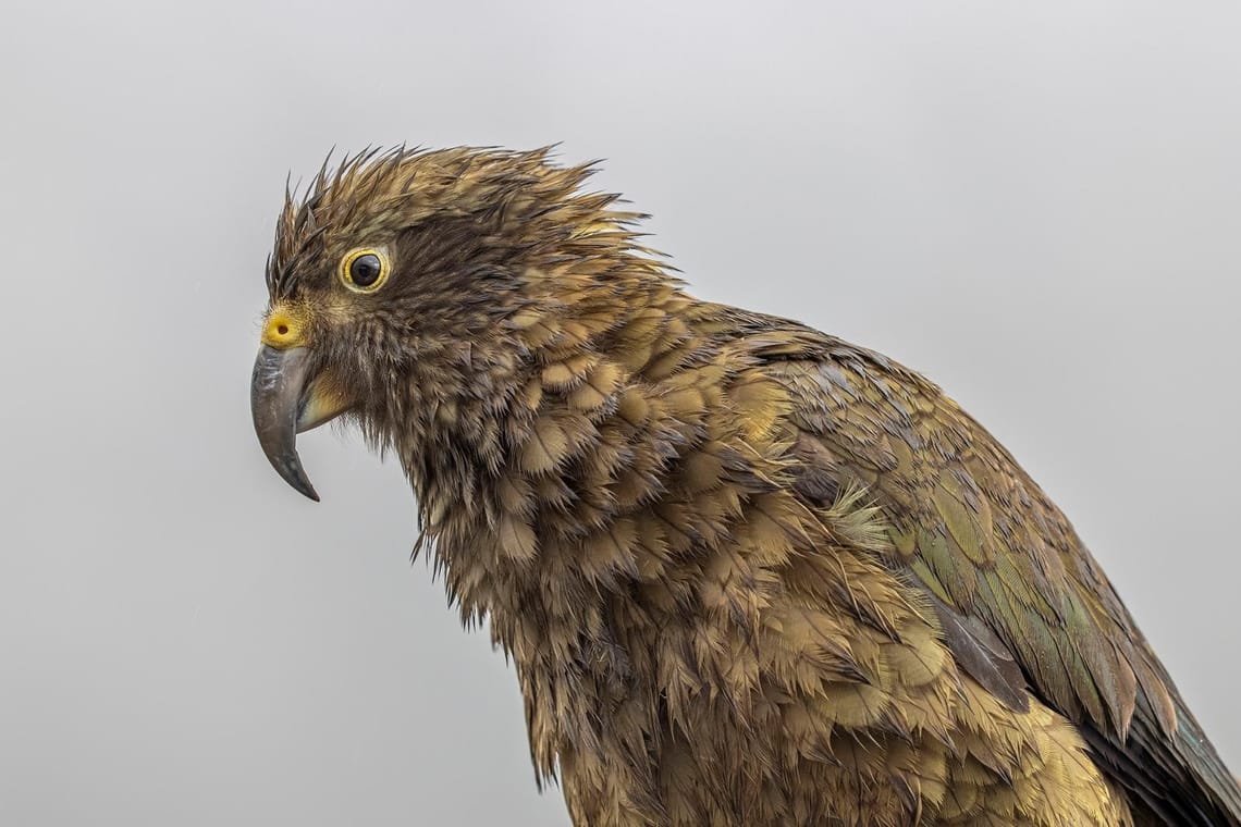 Kea in rain