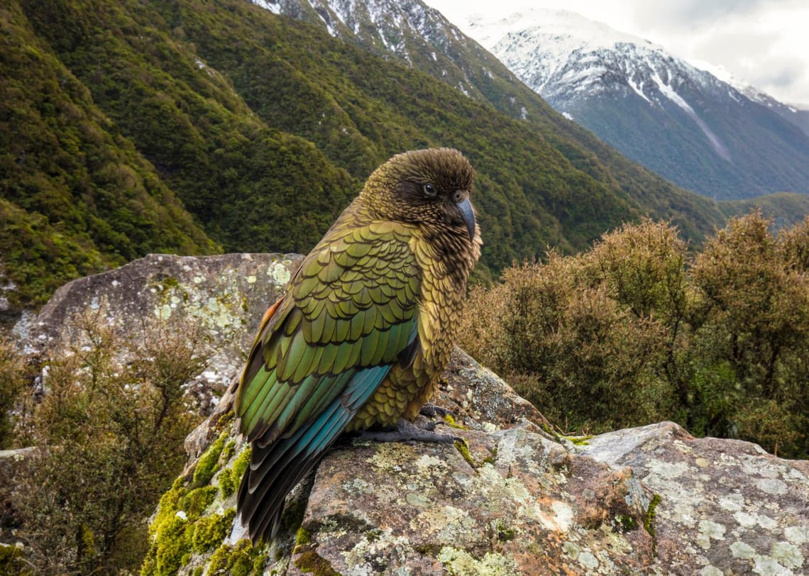 Kea