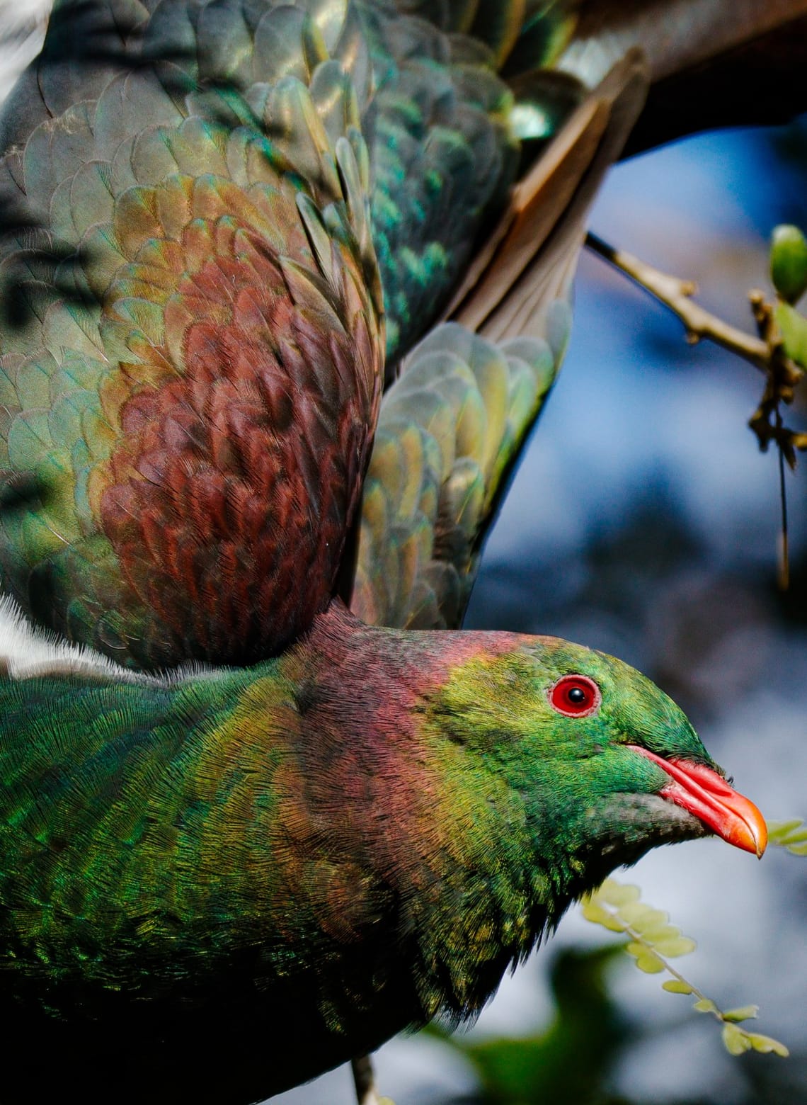 Kererū New Zealand Pigeon