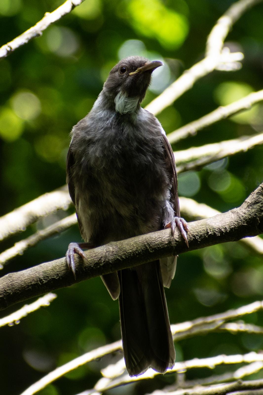 Leucistic juvenile tūī