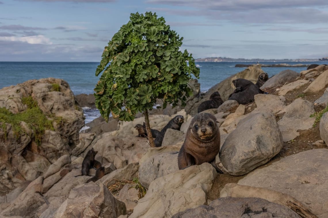 Seal pups