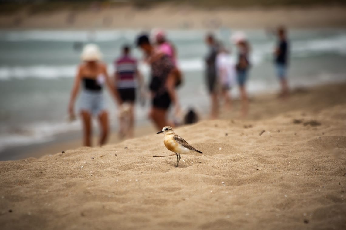 New Zealand dotterel sharing the beach