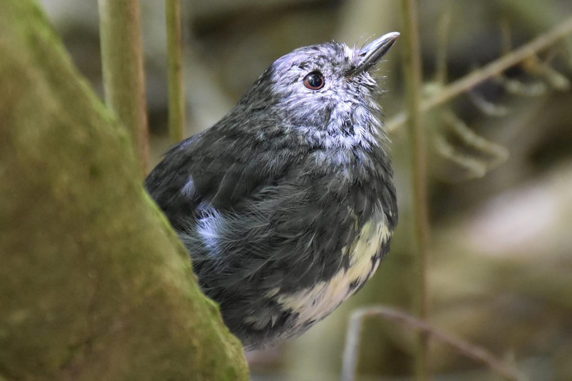 North Island Robin/Toutouwai