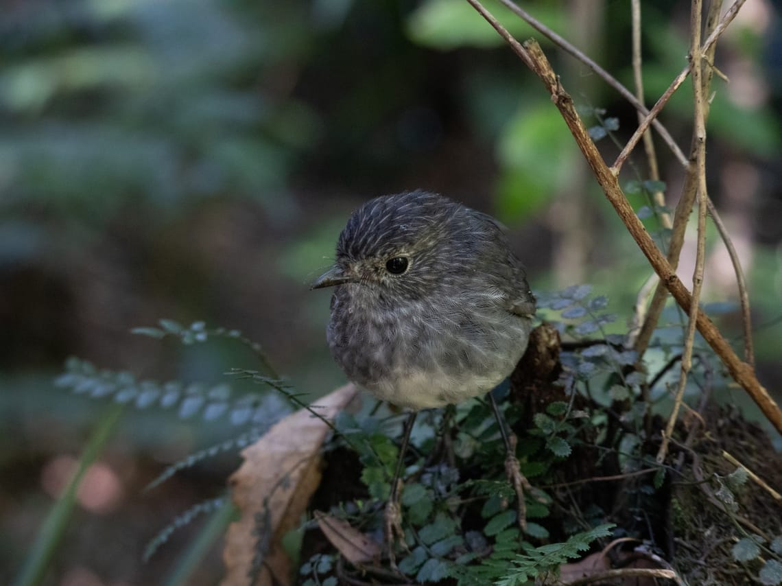 North Island robin  - Toutouwai