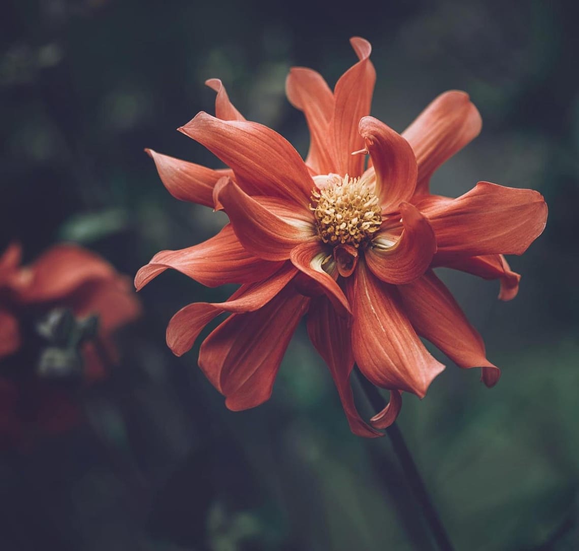 Orange Dahlia