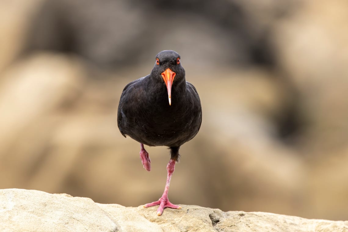 Oystercatcher