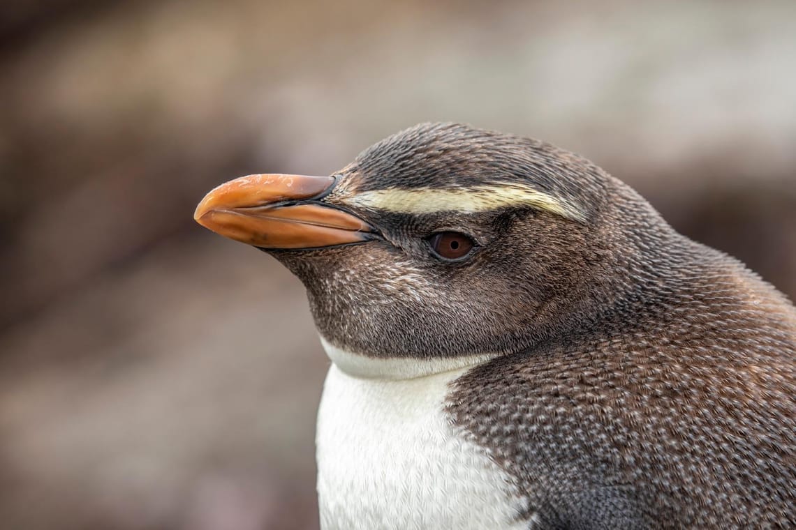 Fiordland Crested Penguin