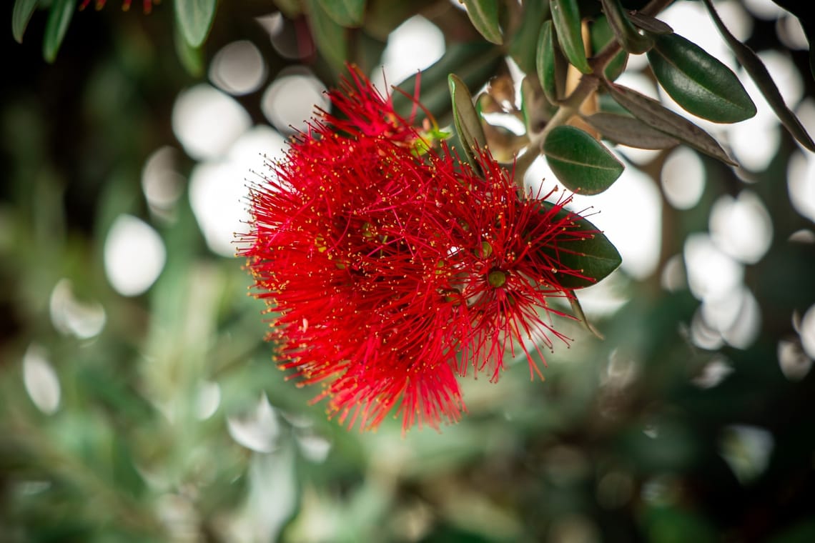 Pohutukawa flower