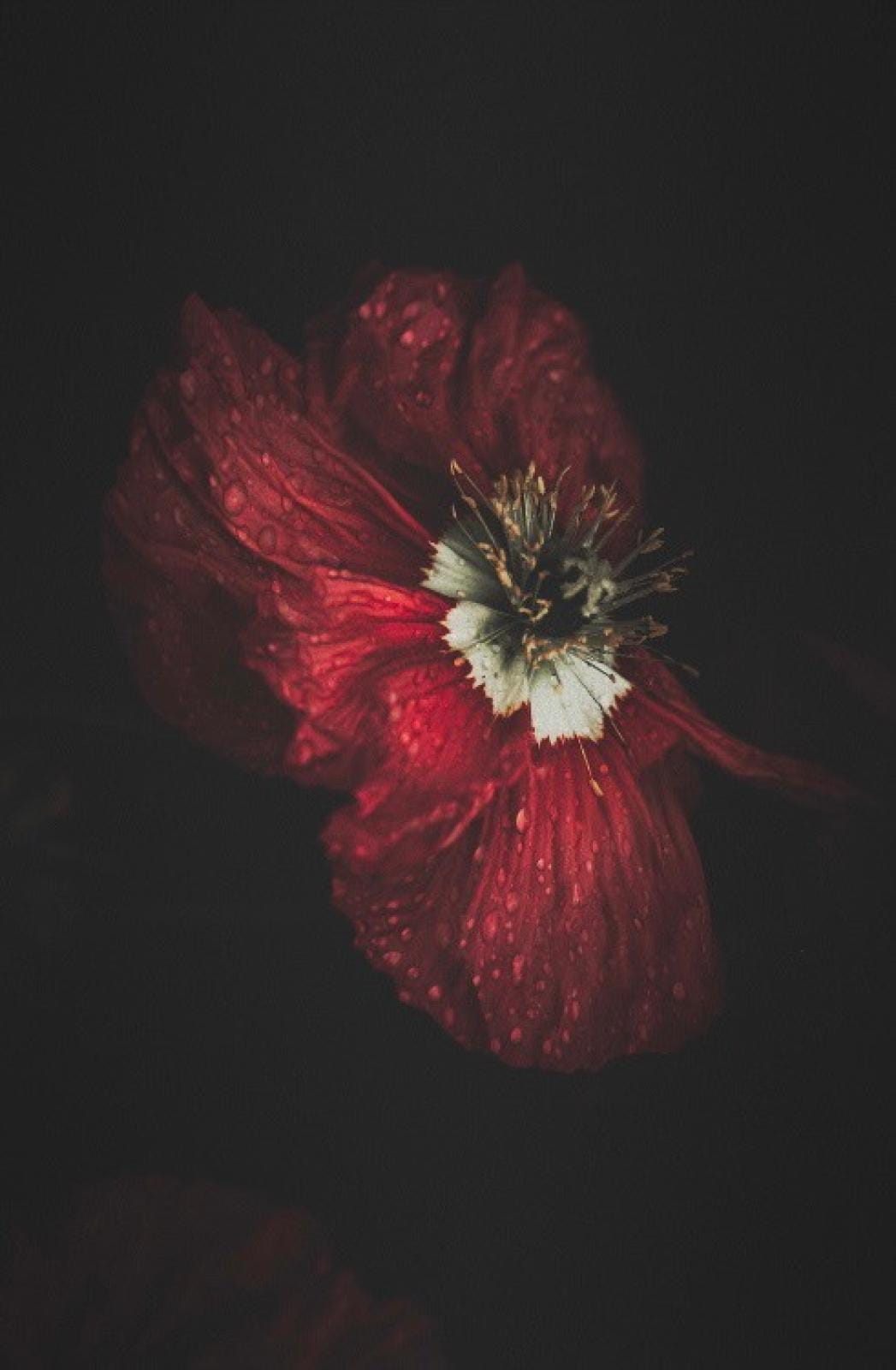 Red Poppy