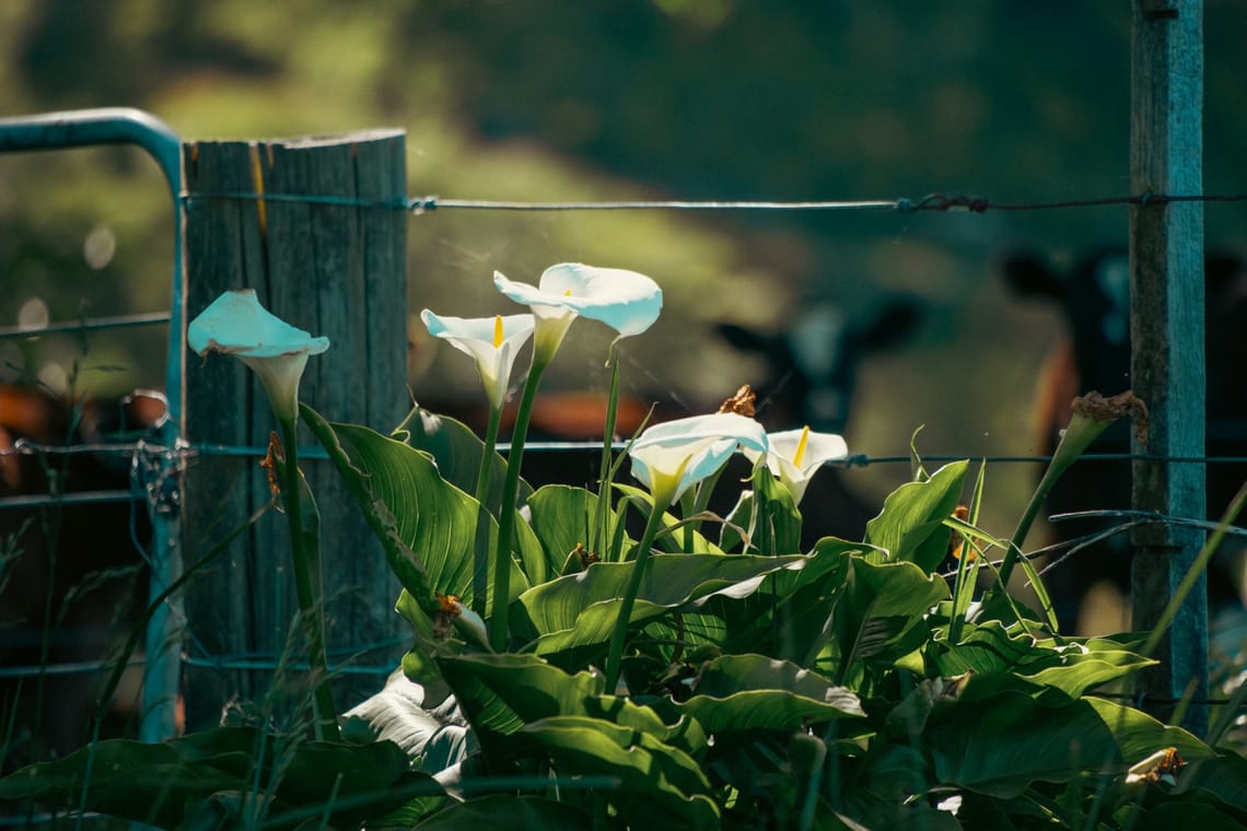 Roadside Arum Lillies