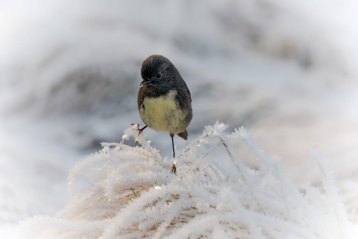 Robin in snow