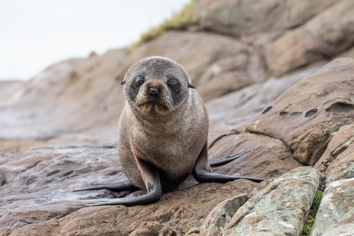 Seal pup stare