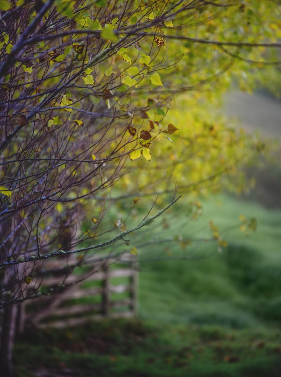 Shades of green