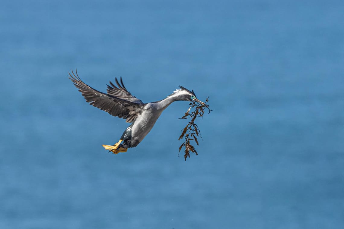 Shag with seaweed