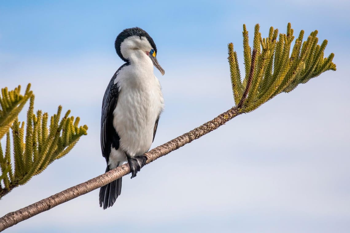 Pied Shag