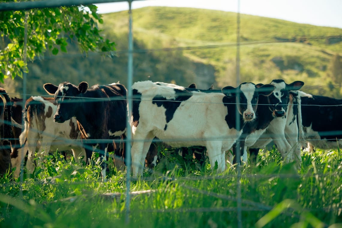 Springtime calves