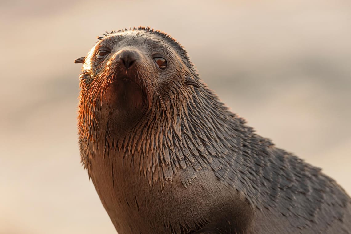 Sunrise with a seal