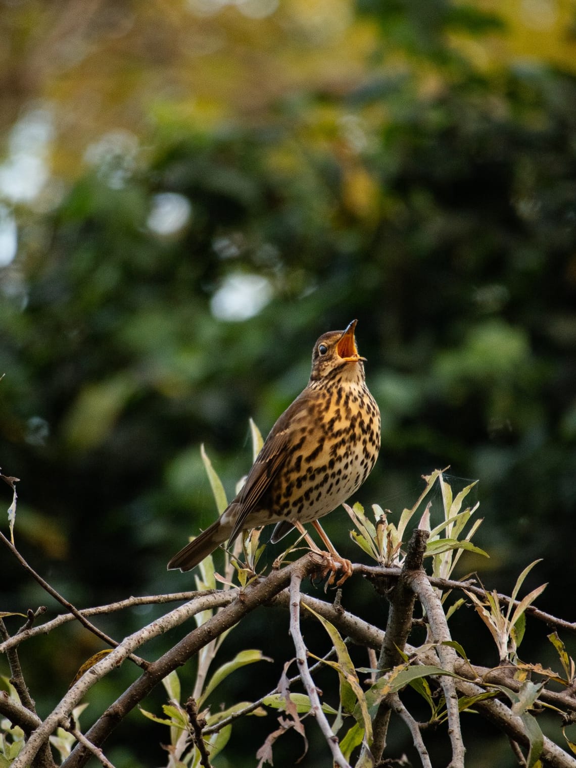 Song Thrush