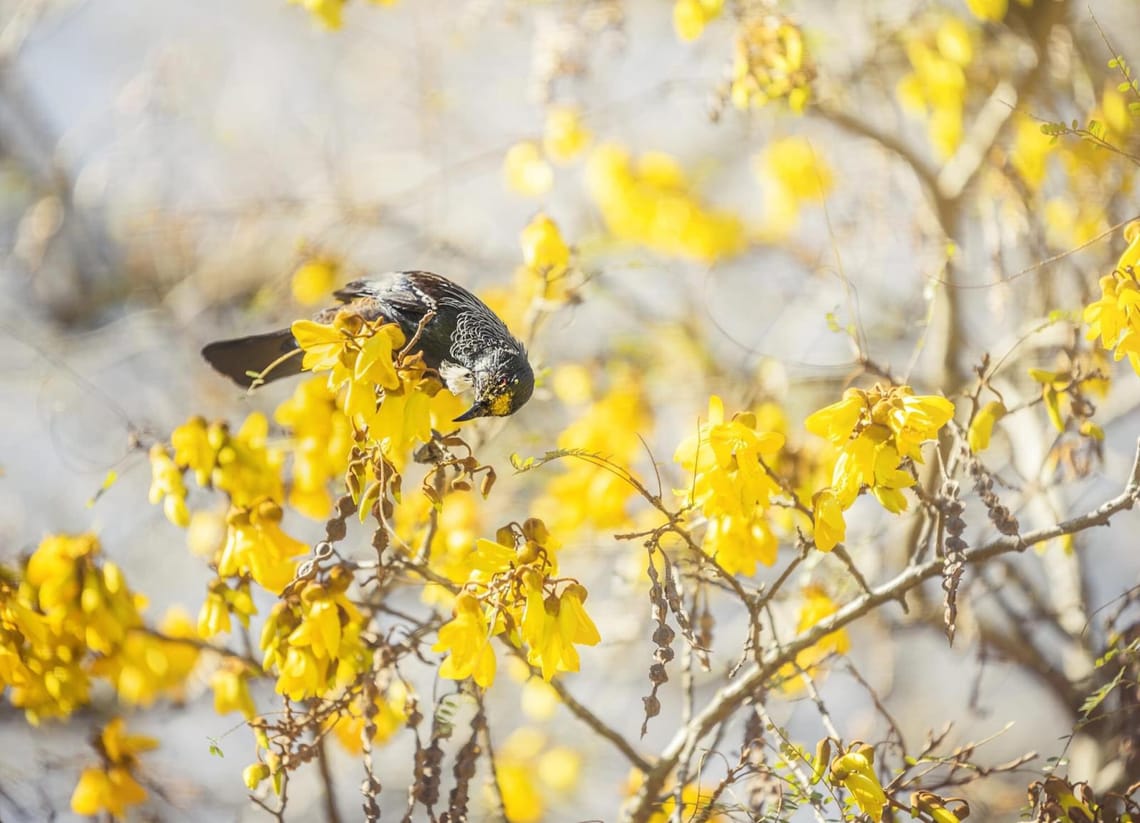 Tui in the Kowhai tree