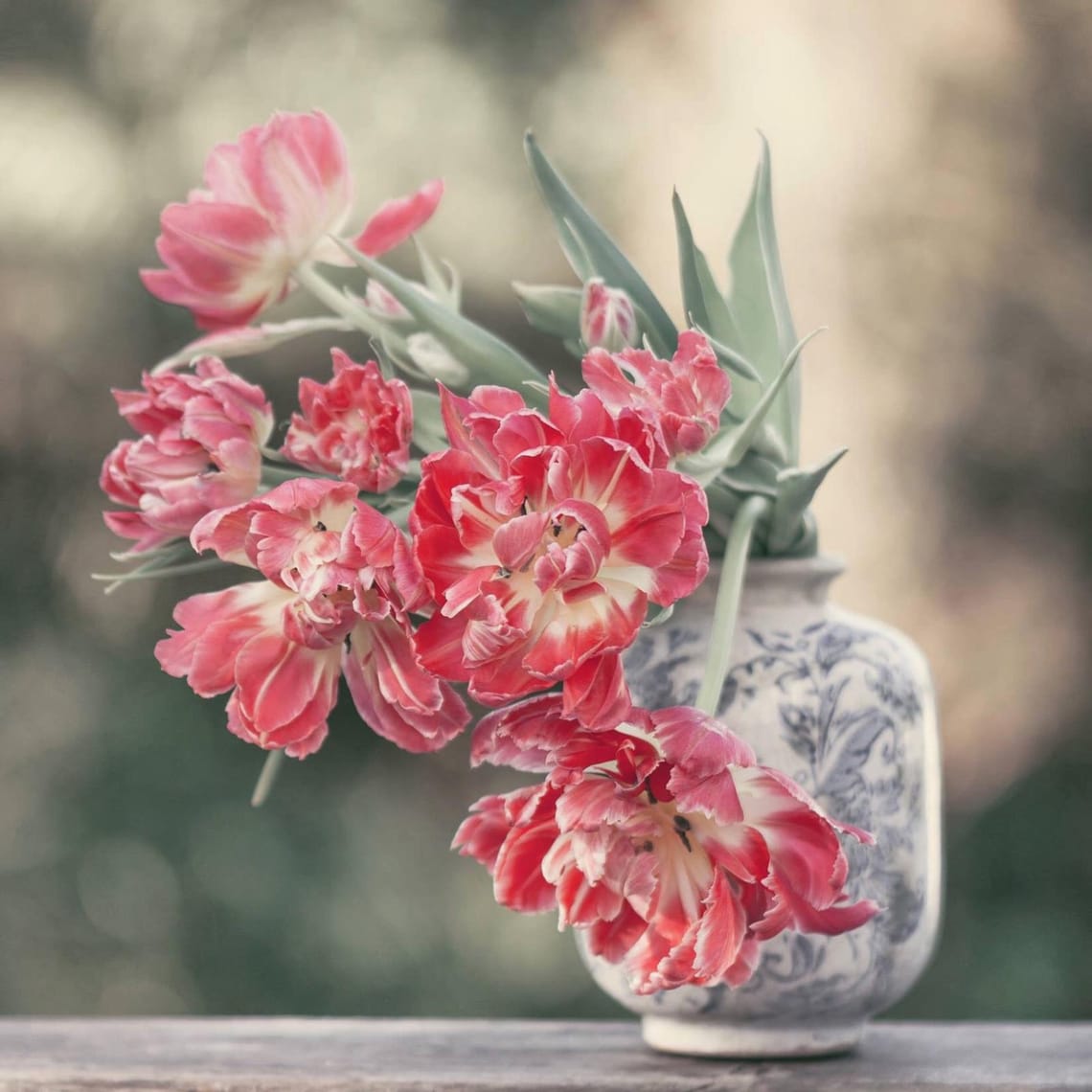 Tulips in a vase