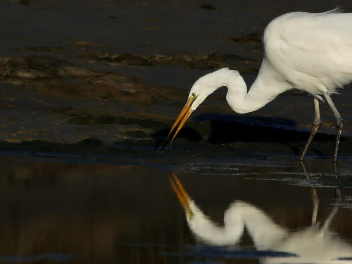 Kotuku Feeding