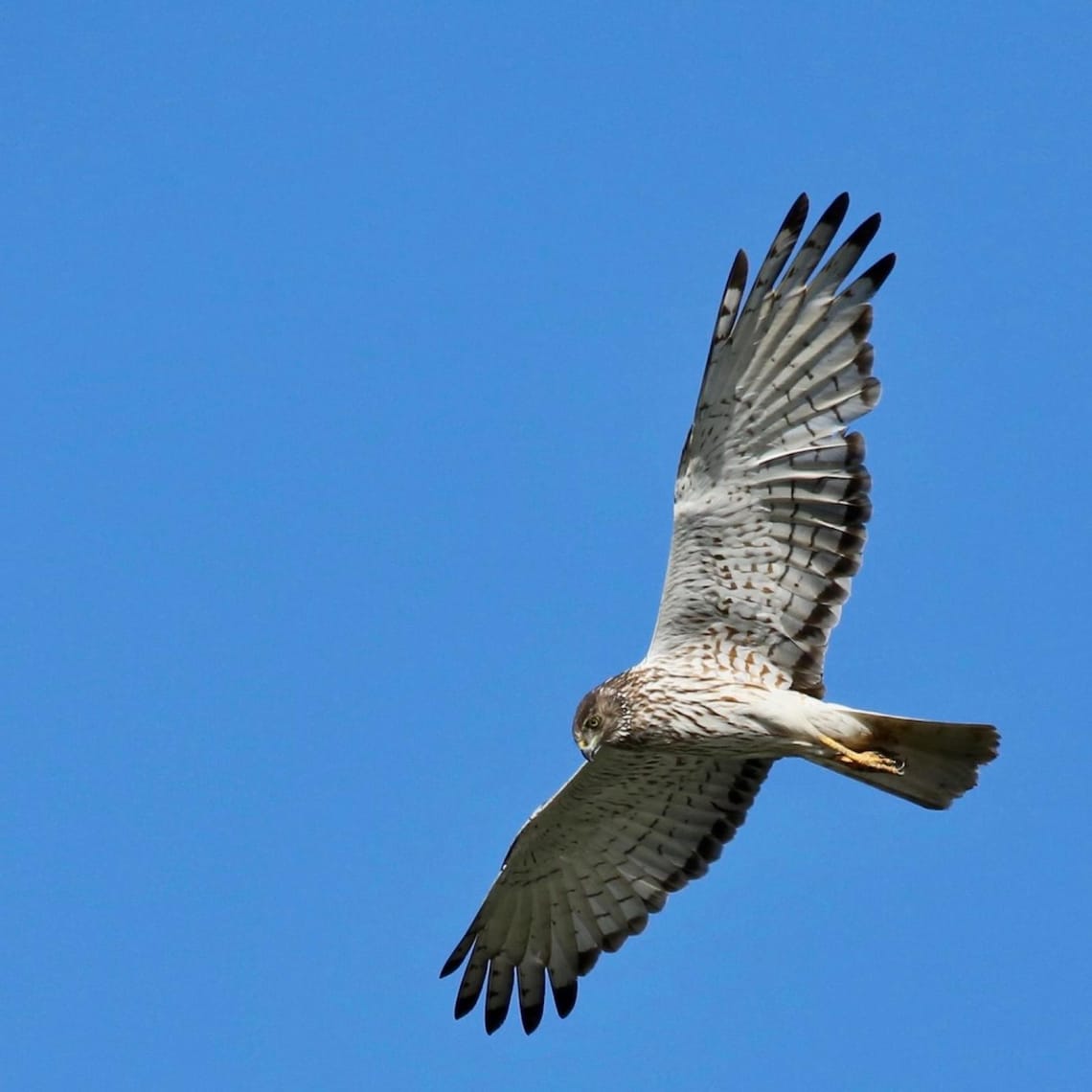 Kahu in Flight