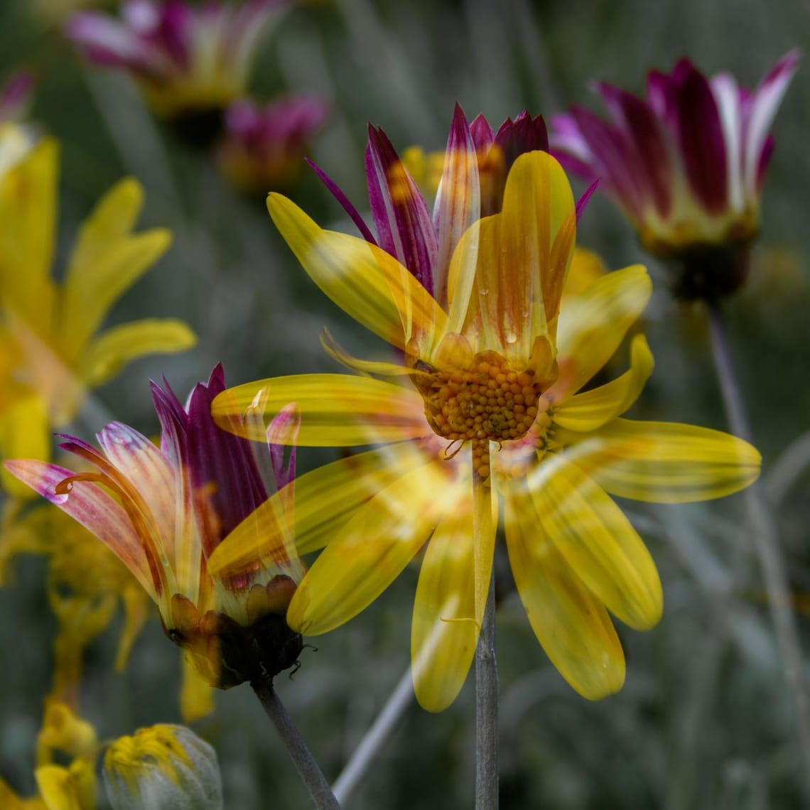 Flowers in the wind