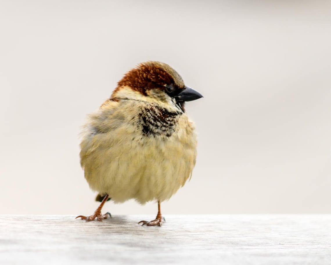 Fluffy sparrow