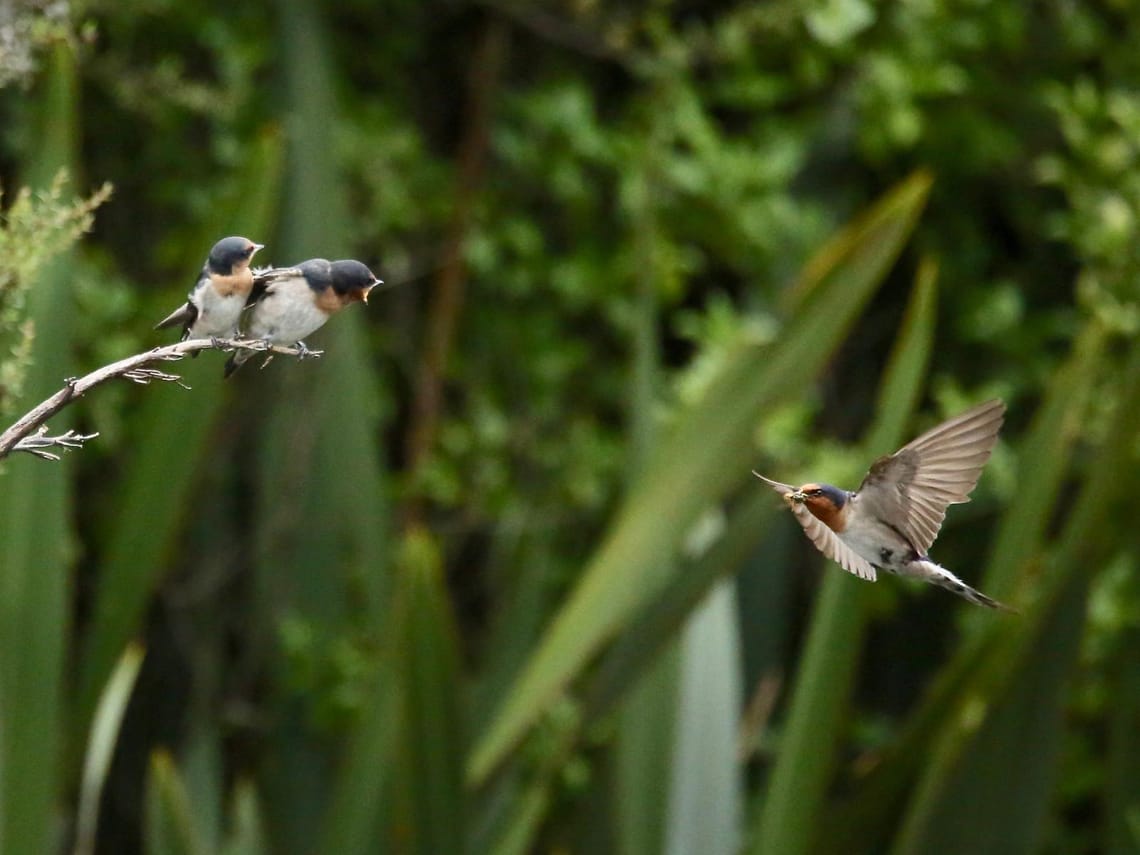 Welcome Swallow Feeding