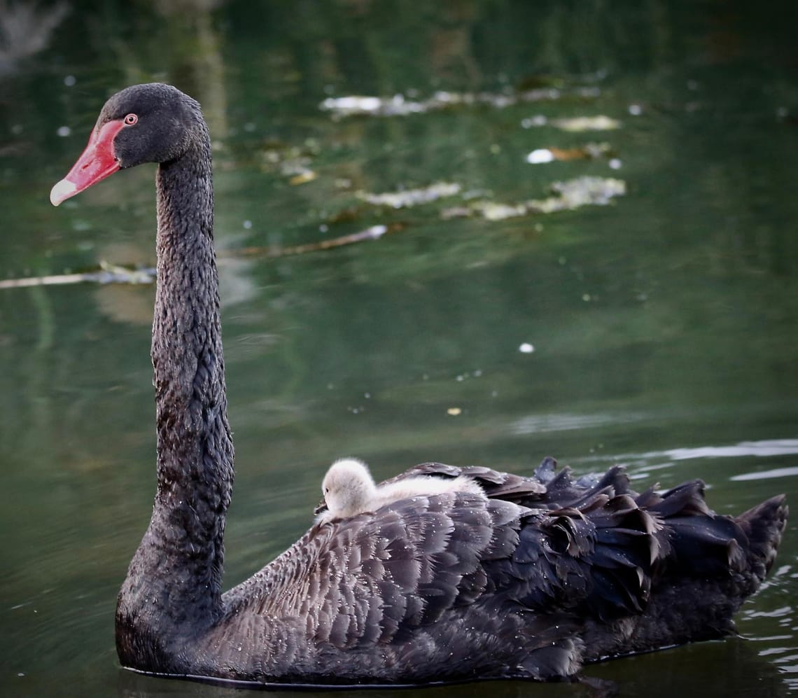 Black Swan (Kakianau) and cygnet