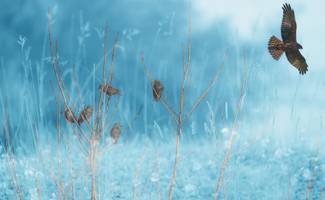 Birds in blue