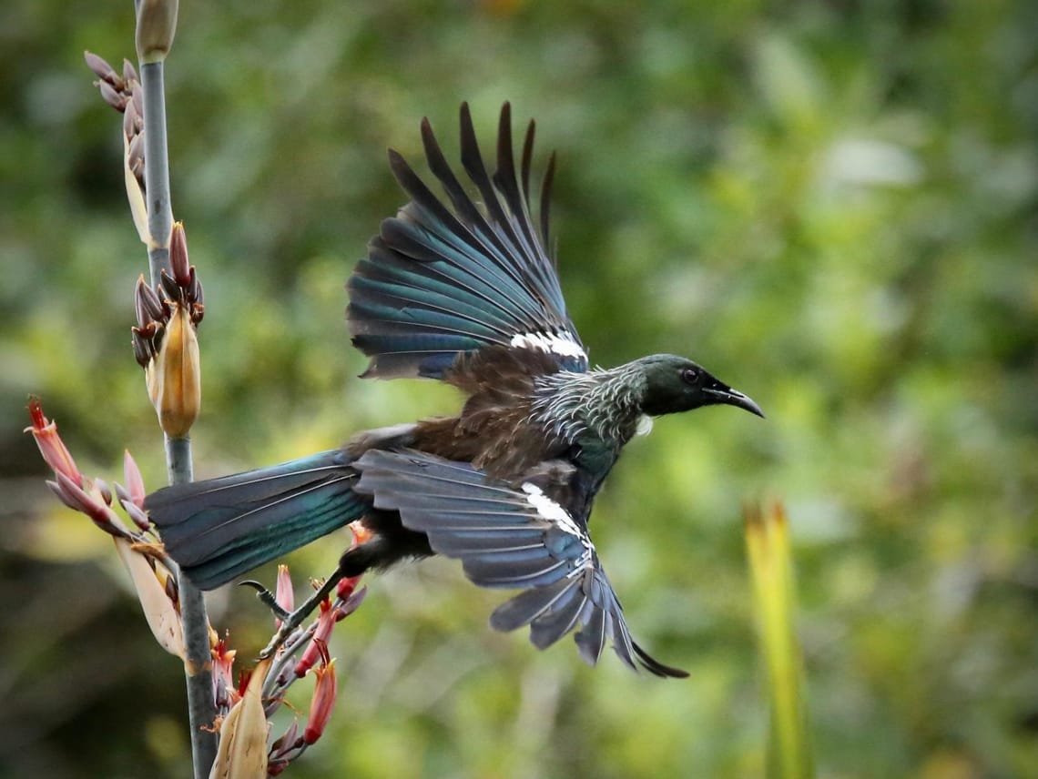 Tui taking Flight