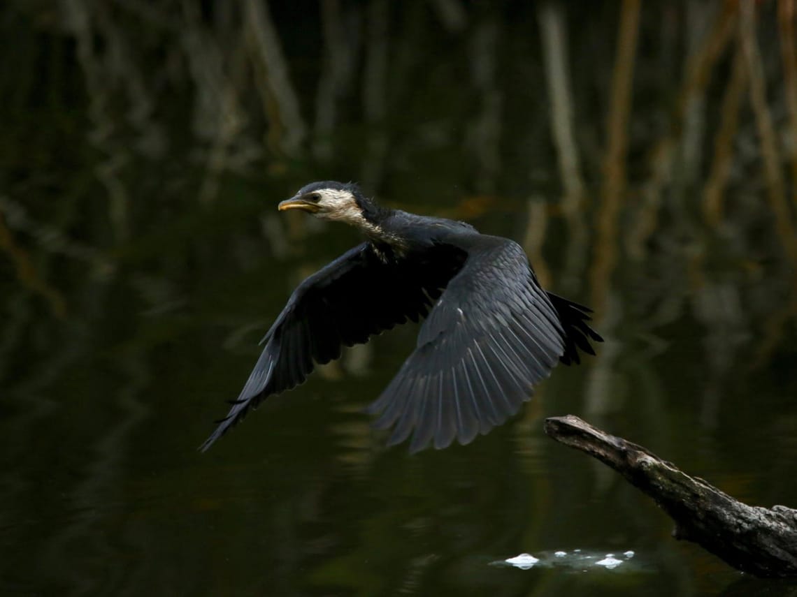 Kawau in Flight