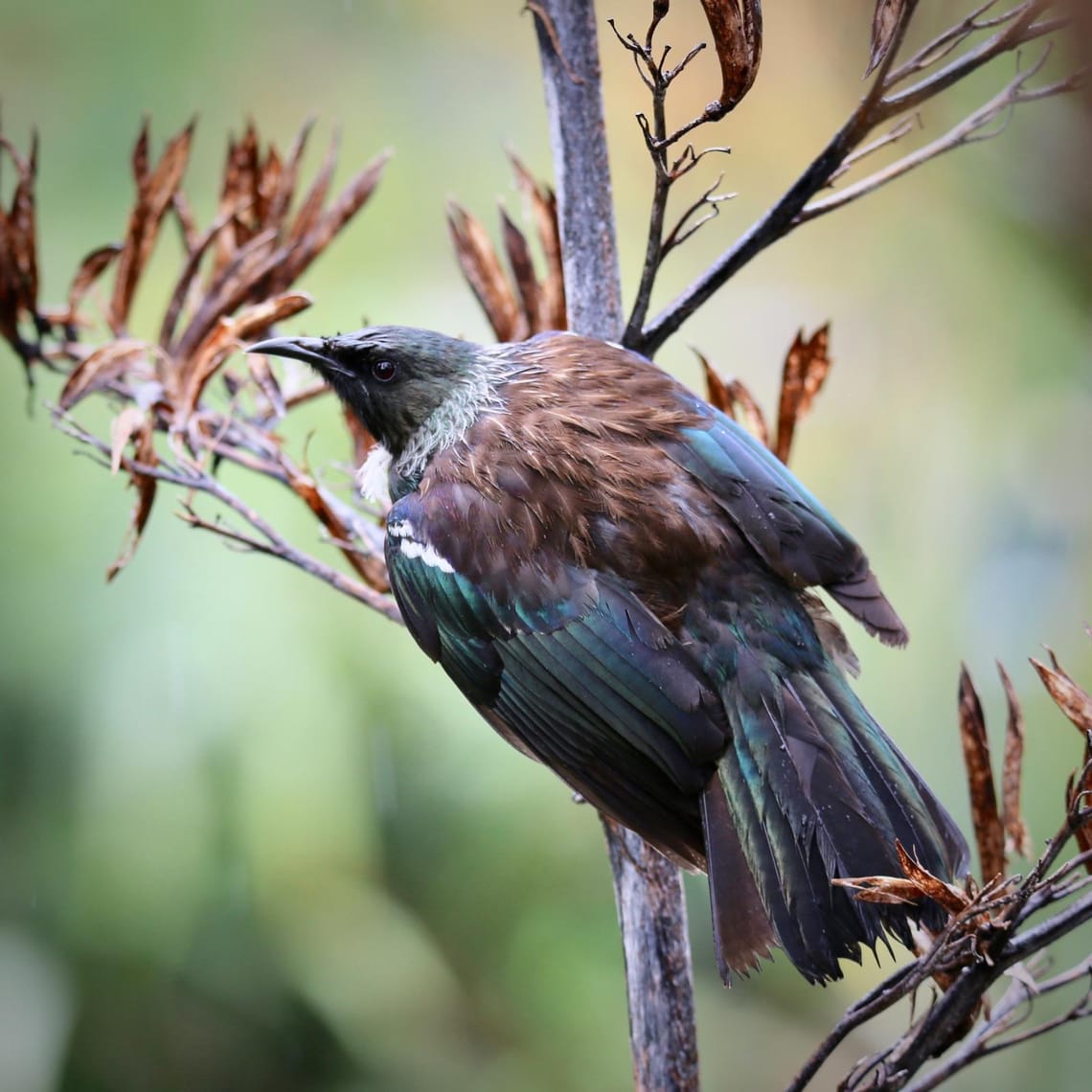 Tui perched on Harakeke