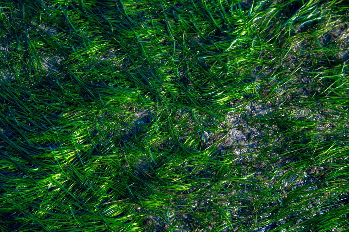 Sea Grass