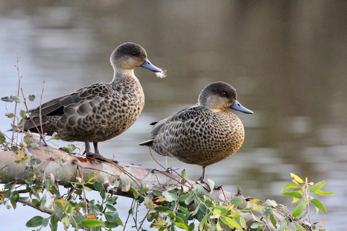 Grey Teal (Tete)